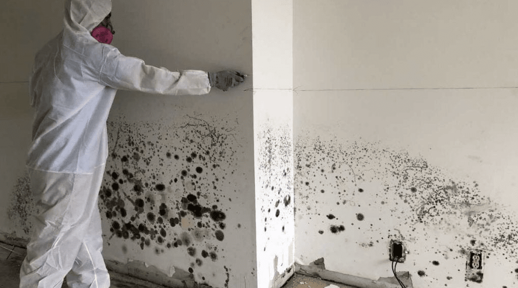 Mold Removal