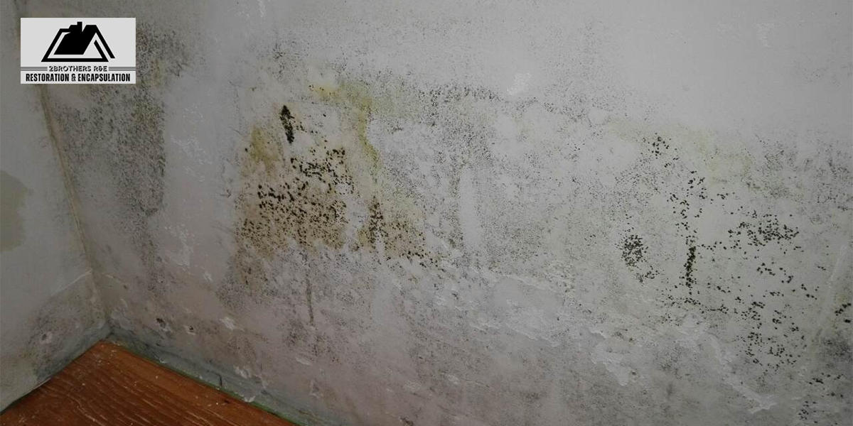 Battling the Silent Invaders-Our Journey in Mold Removal and Water Restoration