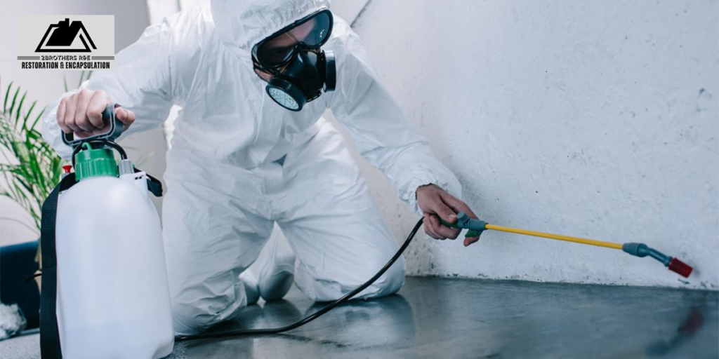 Protecting Your Home and Health Insights on Mold Remediation in Tampa and Beyond